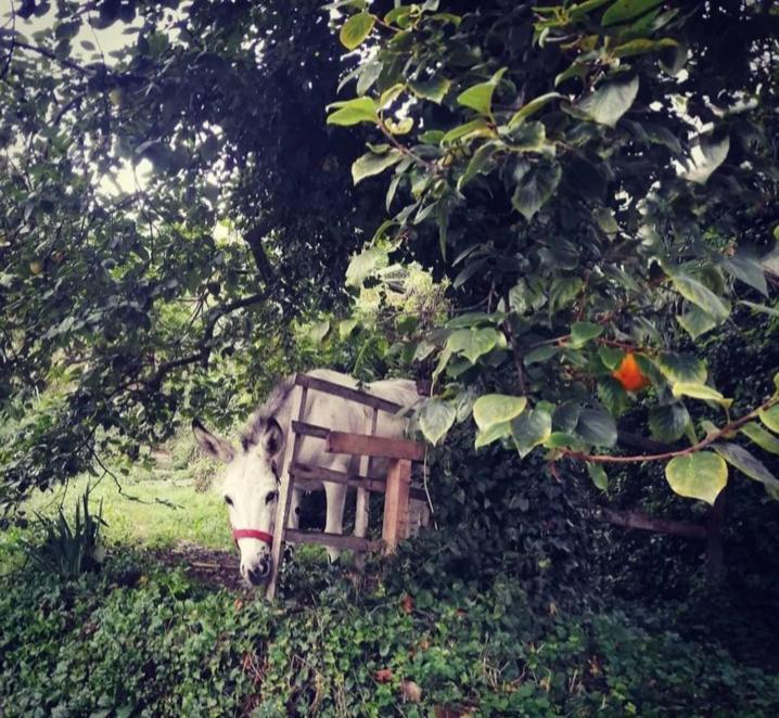 La Casa Di Mo Albisola Superiore Exterior foto